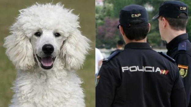 Truffatrice si finge morta: scoperta grazie al suo barboncino