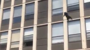 Chicago, gatto si lancia dal 5° per sfuggire alle fiamme di un palazzo: illeso