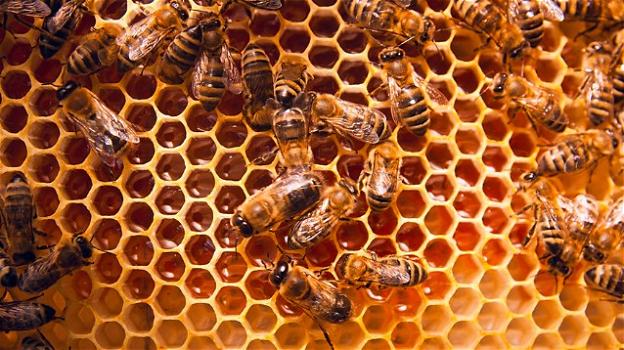 Lombardia, strage silenziosa di 10 milioni di api