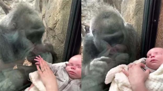 Gorilla femmina attratta da un neonato: il video diventa virale