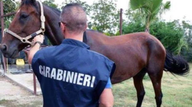 Pisa: fantino cosparge il cavallo di alcool e aziona un accendino, ustionato l’animale
