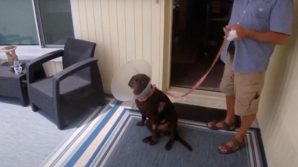 Florida: uomo salva il proprio cane dalle fauci di un alligatore