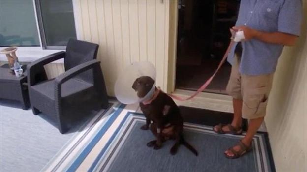 Florida: uomo salva il proprio cane dalle fauci di un alligatore