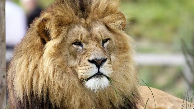 Il leone, il re della foresta, a rischio estinzione