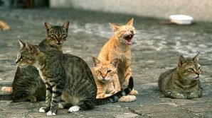 Venezia, appiccano un incendio alle casette di un gattile: arrestati
