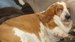 UK, cani in sovrappeso dopo i lockdown anti pandemia