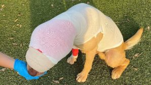 USA: lega e dà fuoco a un cane randagio, non sarà incriminato perché troppo giovane