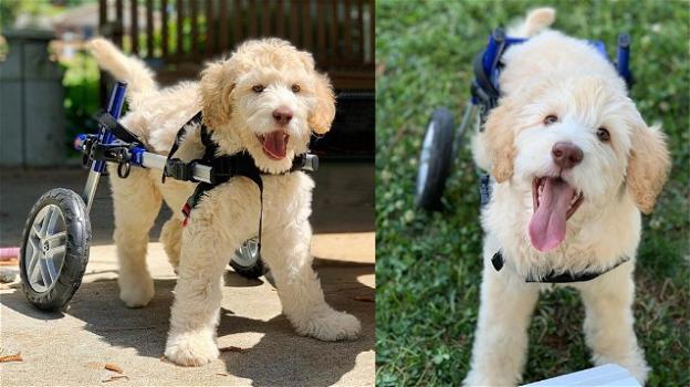 Cucciolo paralizzato camminerà grazie ad una sedia a rotelle