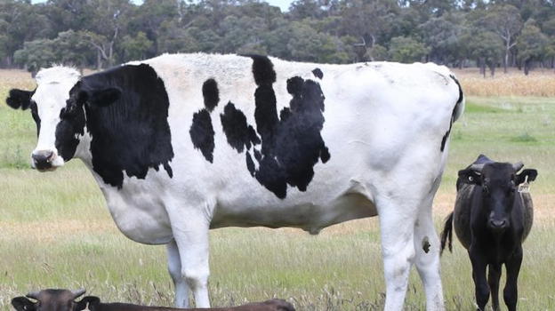 USA: donna di 76 anni uccisa da una mucca