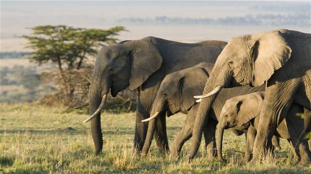 Gli elefanti si adattano all’ambiente, così sfuggono al bracconaggio