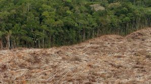 Nel Recovery Fund solo lo 0,8% destinato alle foreste