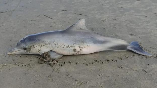 Brasile, cucciolo di delfino ucciso da un tanga