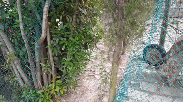 Rubato Gimbo, unica compagnia di un uomo solo e malato