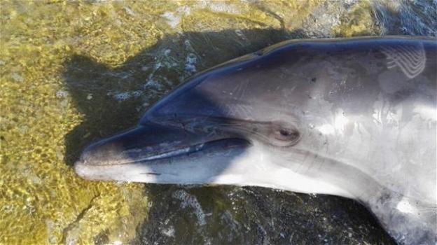 Delfino spiaggiato sul litorale di Amendolara