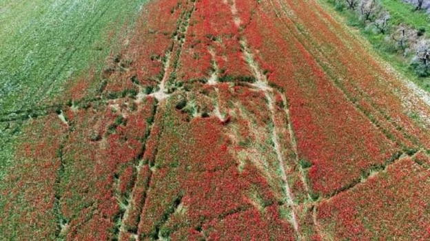 Brescia, campo di papaveri rovinato per i troppi selfie: la rabbia del sindaco