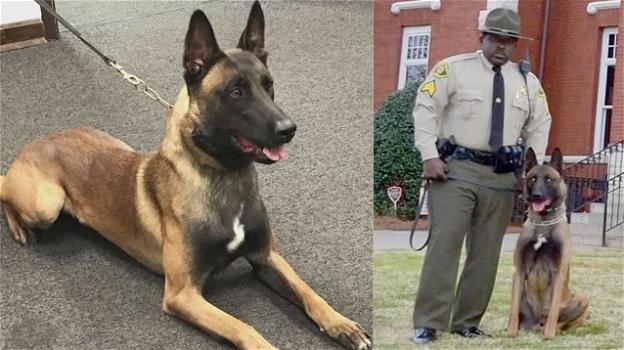 USA, agente dimentica il cane poliziotto nell’auto: l’animale muore per il caldo
