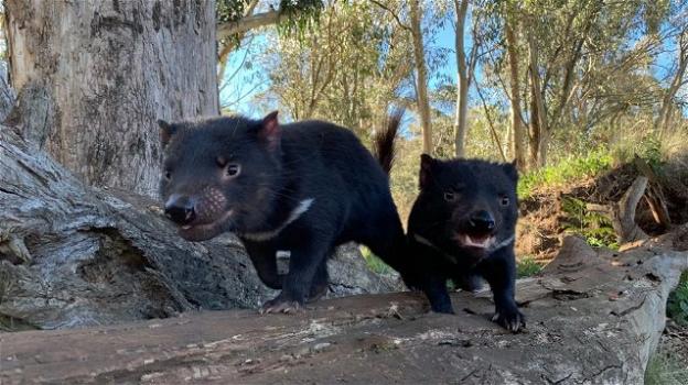 Il diavolo della Tasmania torna in natura dopo 3000 anni: in Australia nascono 7 cuccioli