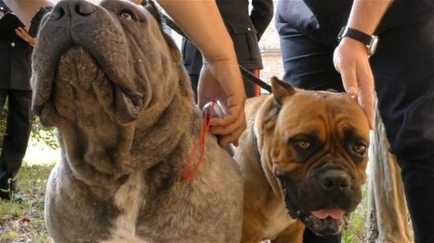 "Crudelia Demon": veterinari e allevatori denunciati per maltrattamenti e amputazioni sui cani