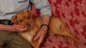 Cremona, cane rimane solo dopo la morte della padrona e il sindaco lo adotta
