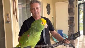 Florida, un pappagallo diventa star dei social cantando i classici del rock