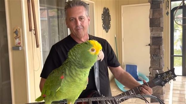 Florida, un pappagallo diventa star dei social cantando i classici del rock