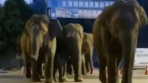 15 elefanti stanno migrando in tutta la Cina