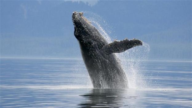 USA, pescatore inghiottito da una balenottera azzurra: si salva grazie ad un colpo di tosse