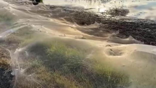 Australia, paesaggio ricoperto da ragnatele gigantesche