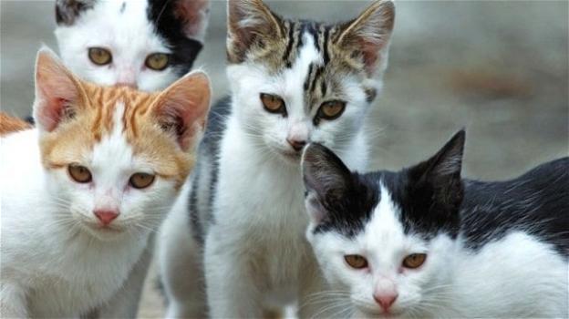 Brindisi, muore e lascia una colonia di 30 gatti: nessuno vuole adottarli