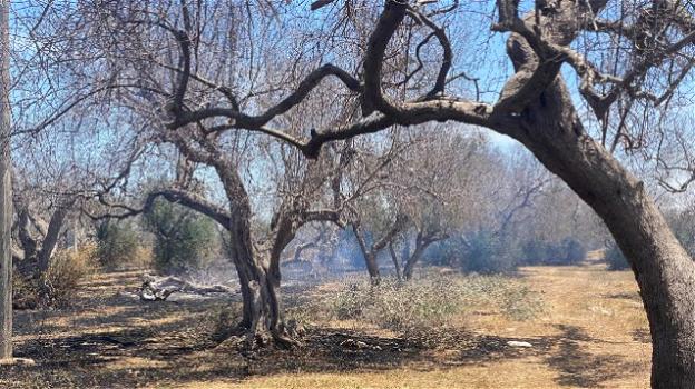 Lecce, fuoco in un terreno agricolo: una persona muore carbonizzata