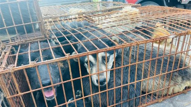 Cina: salvati dozzine di cani destinati al macello per il Festival di carne di cane