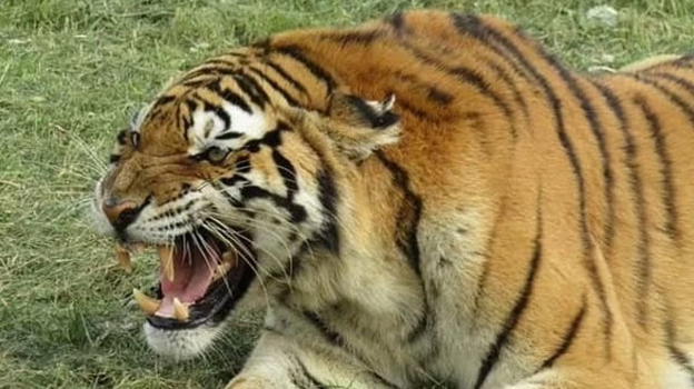 Tigre scavalca il recinto e uccide il guardiano
