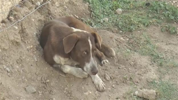 Messico: cane fedele continua ad aspettare il padrone davanti alla miniera dove è morto