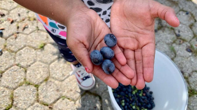 Lillo il Mirtillo di Steflor per fare il pieno di salute