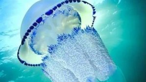 Sanzioni e carcere per chi tortura e uccide le meduse in mare