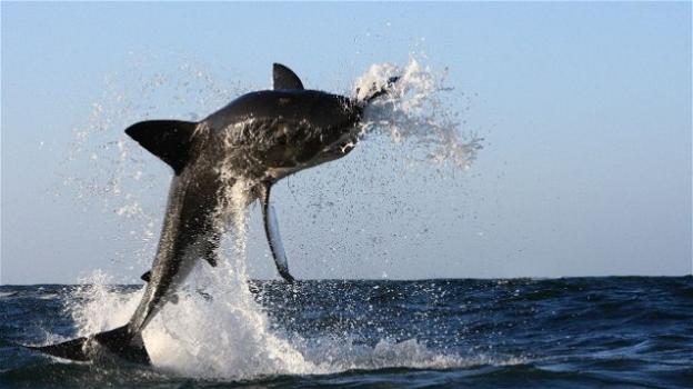 Giordania, squalo salta dall’acqua e stacca un pezzo di piede ad un turista