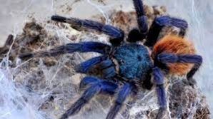 Roma, ragno tropicale in un supermercato: ora è in una teca del Bioparco