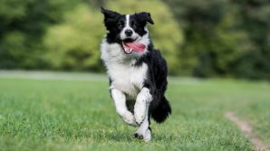 Border Collie, cane da compagnia di spiccata intelligenza
