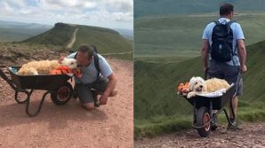 Il cane sta morendo: padrone lo porta a braccia sulle sue colline preferite