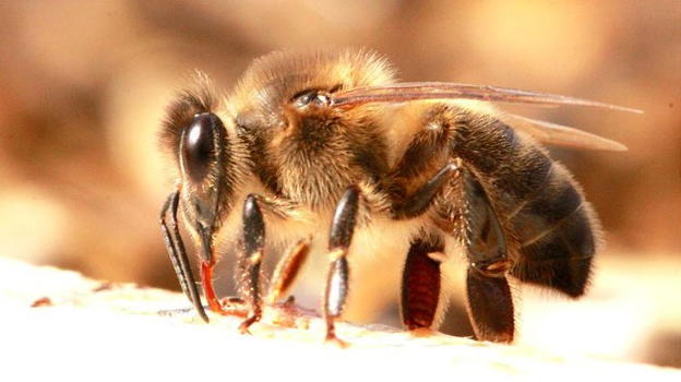 Brindisi, falegname viene punto da un’ape e muore poche ore dopo in ospedale