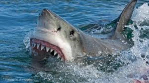 Brasile, entra ubriaco in acqua per urinare e viene ucciso da uno squalo