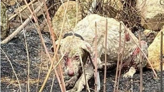 Oristano, cane pastore protegge le pecore dalle fiamme: si salva grazie al veterinario