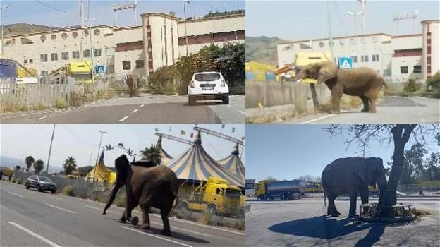 Messina, elefante si aggira solitario tra le vie della città: stupore degli abitanti