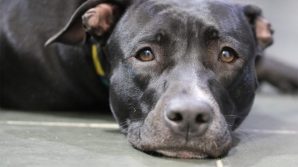 USA, cane lasciato in auto per punizione: muore per il caldo, la padrona viene arrestata