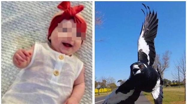 Australia, gazza in picchiata attacca madre e figlia: bimba di 5 mesi muore