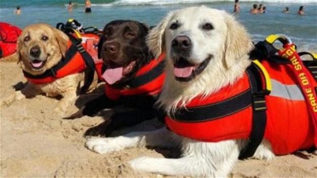 Sperlonga, tre cani bagnino salvano 14 persone bloccate in mare