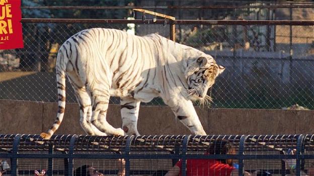 Cile, la gabbia della tigre resta aperta: il felino sbrana una addetta alle pulizie