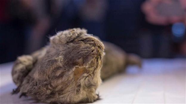 In Siberia ritrovato leone delle caverne mummificato di 28000 anni