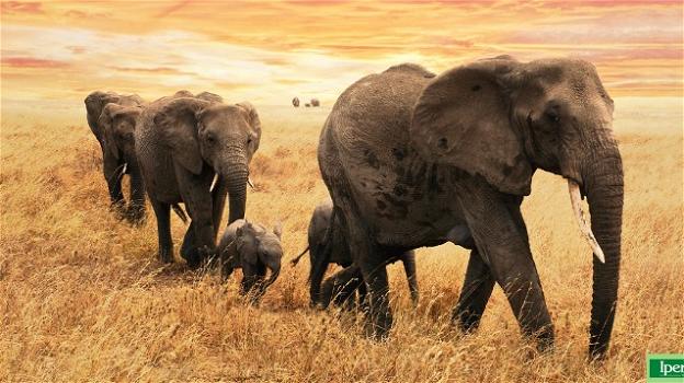 Giornata internazionale degli elefanti: i pachidermi sempre più a rischio