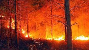 Calabria in fiamme: contestata l’apertura della caccia